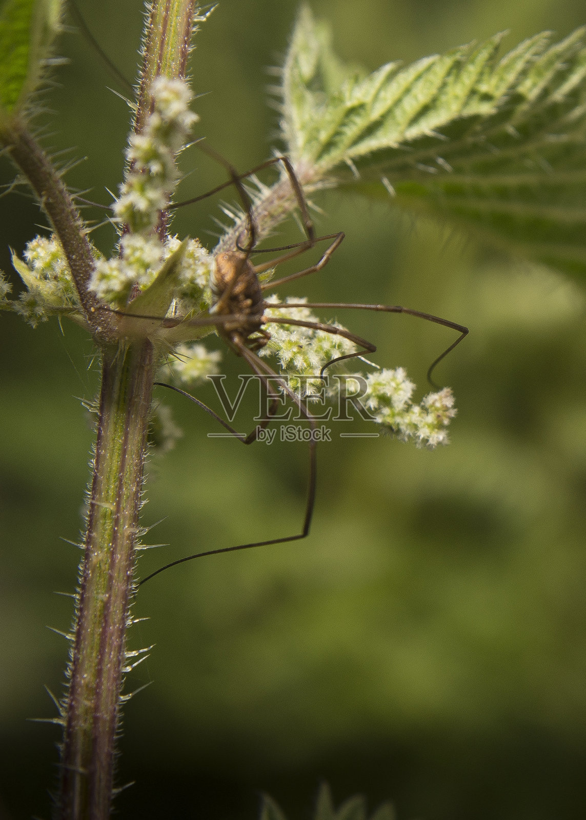 一个收割机蜘蛛爬上植物的特写镜头照片摄影图片