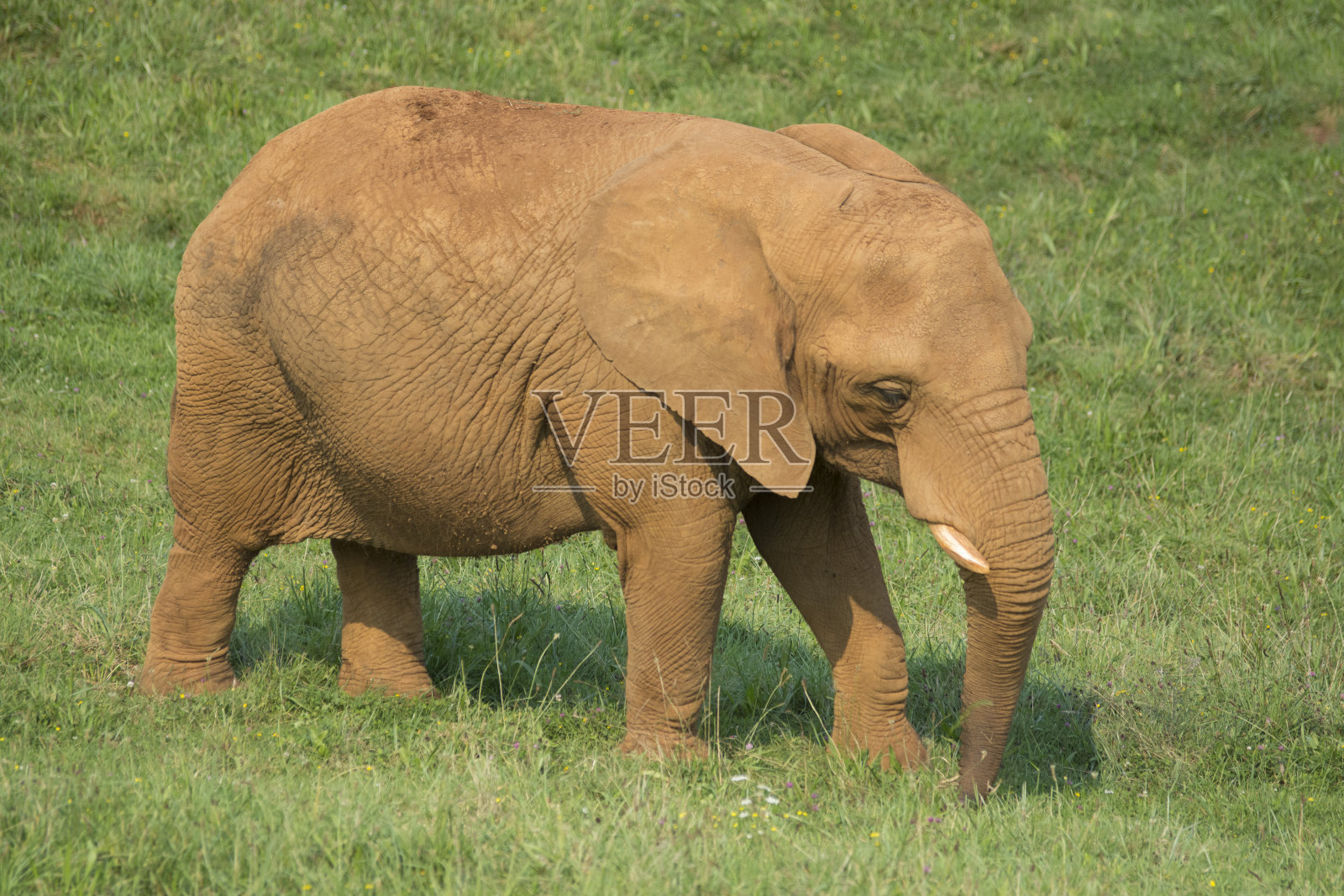 在阳光下,小象躺在草地上照片摄影图片
