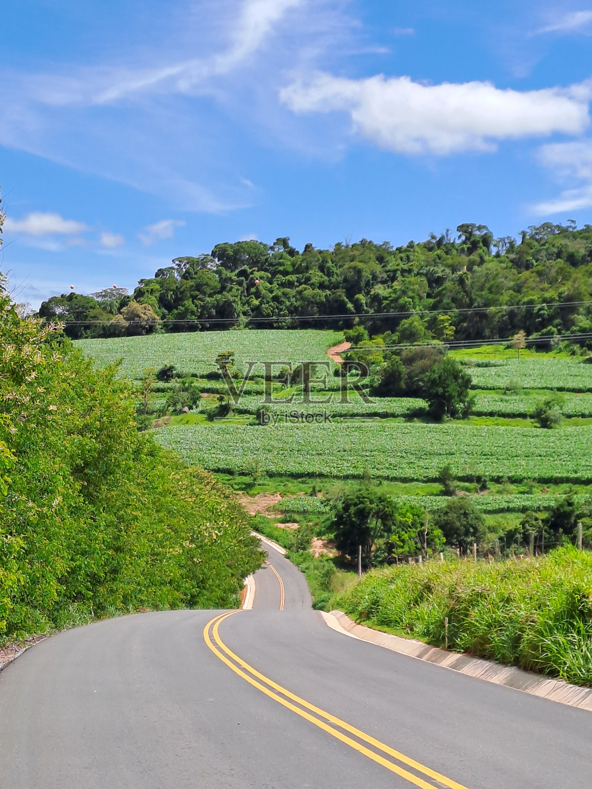 公路和玉米田照片摄影图片