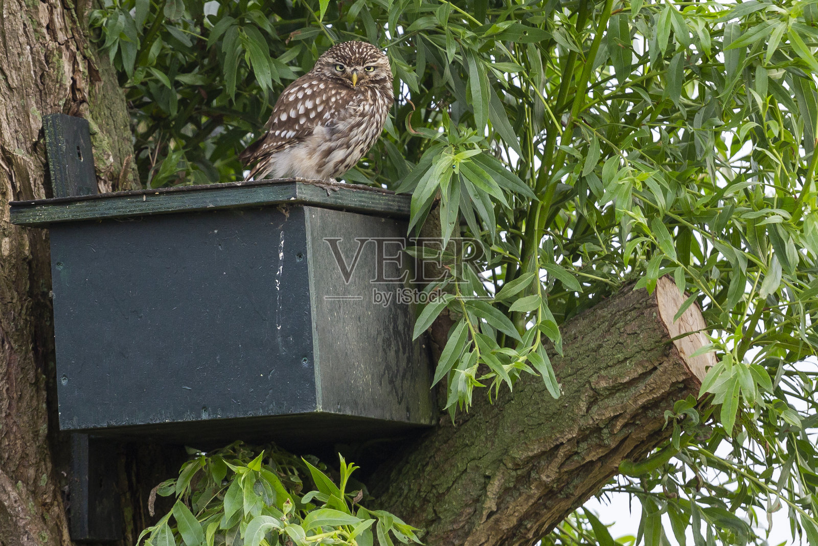 荷兰,一只巢盒上的小猫头鹰照片摄影图片