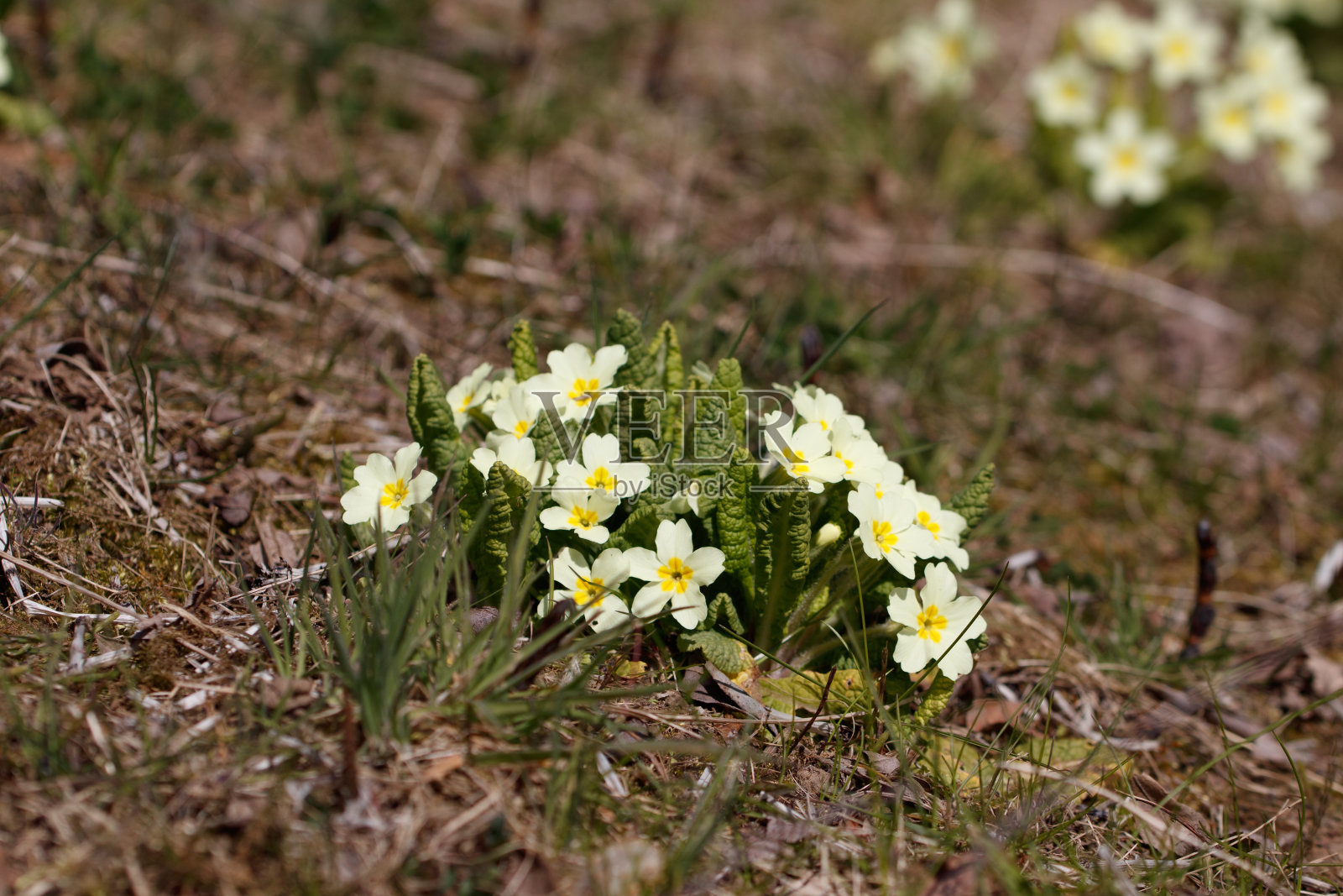 白天花园里的一些花的特写镜头照片摄影图片