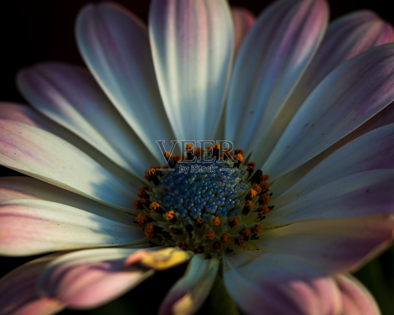 白天花园里的一些花的特写镜头照片摄影图片
