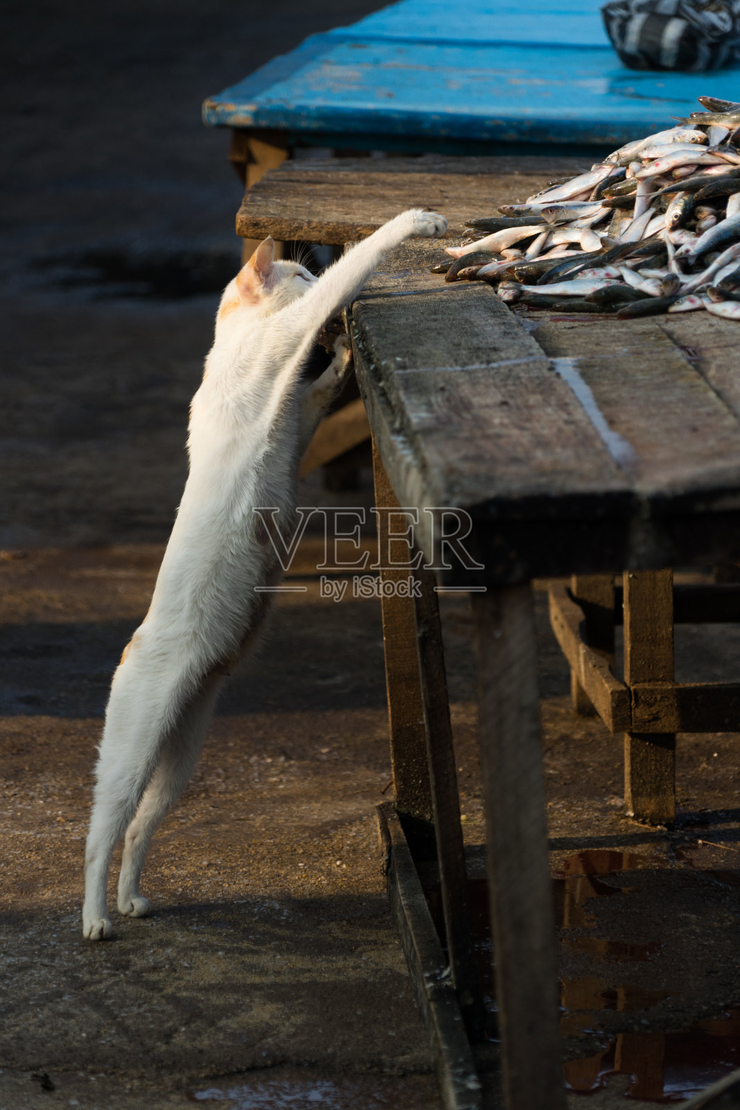 鱼村的猫照片摄影图片