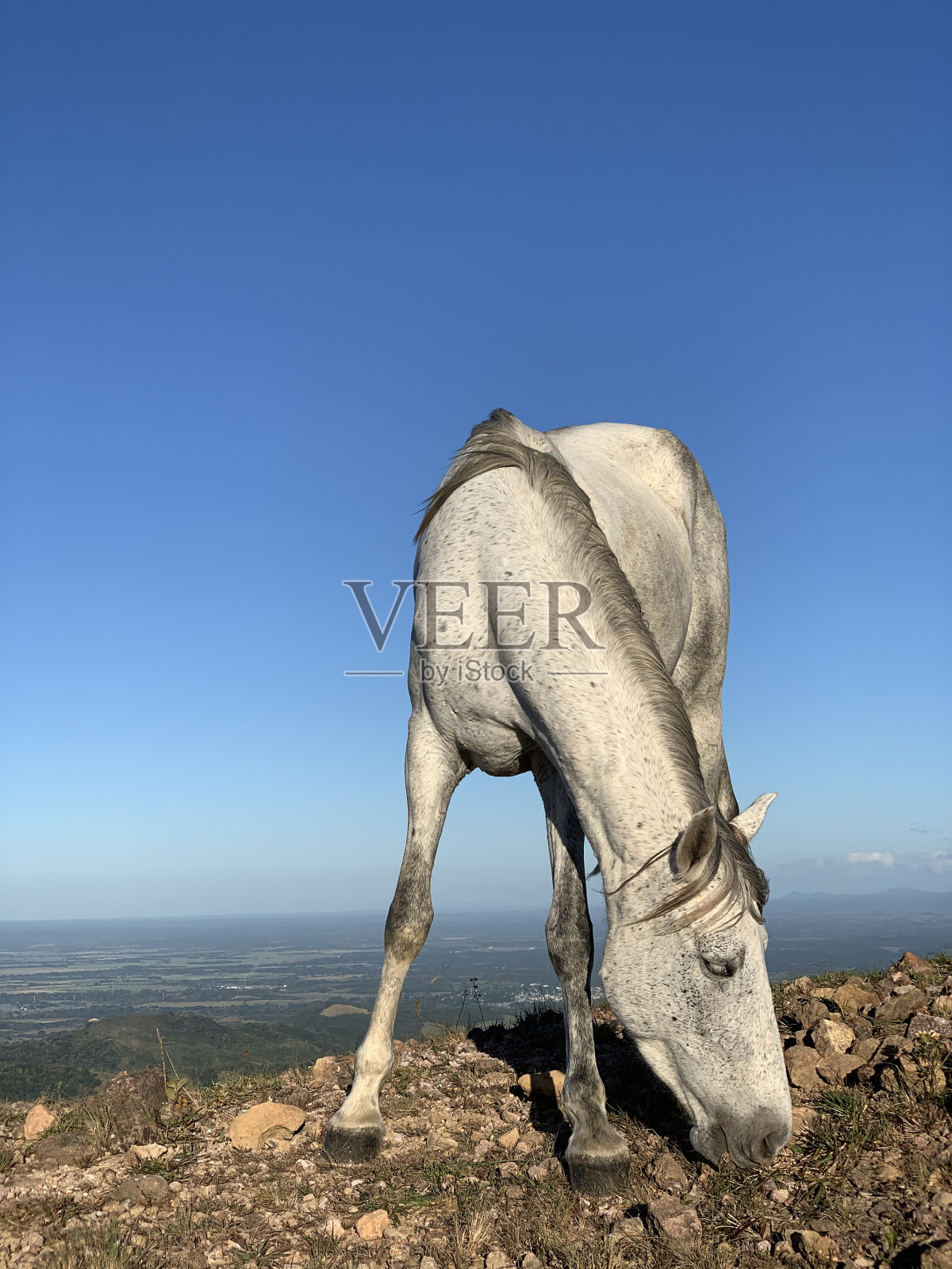垂直拍摄一匹白马在山上吃草,背景是田野和天空照片摄影图片