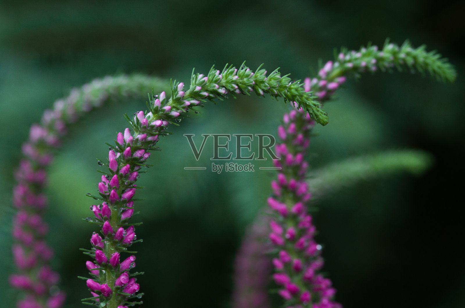 近距离拍摄的紫色Restharrows在一个模糊的背景照片摄影图片