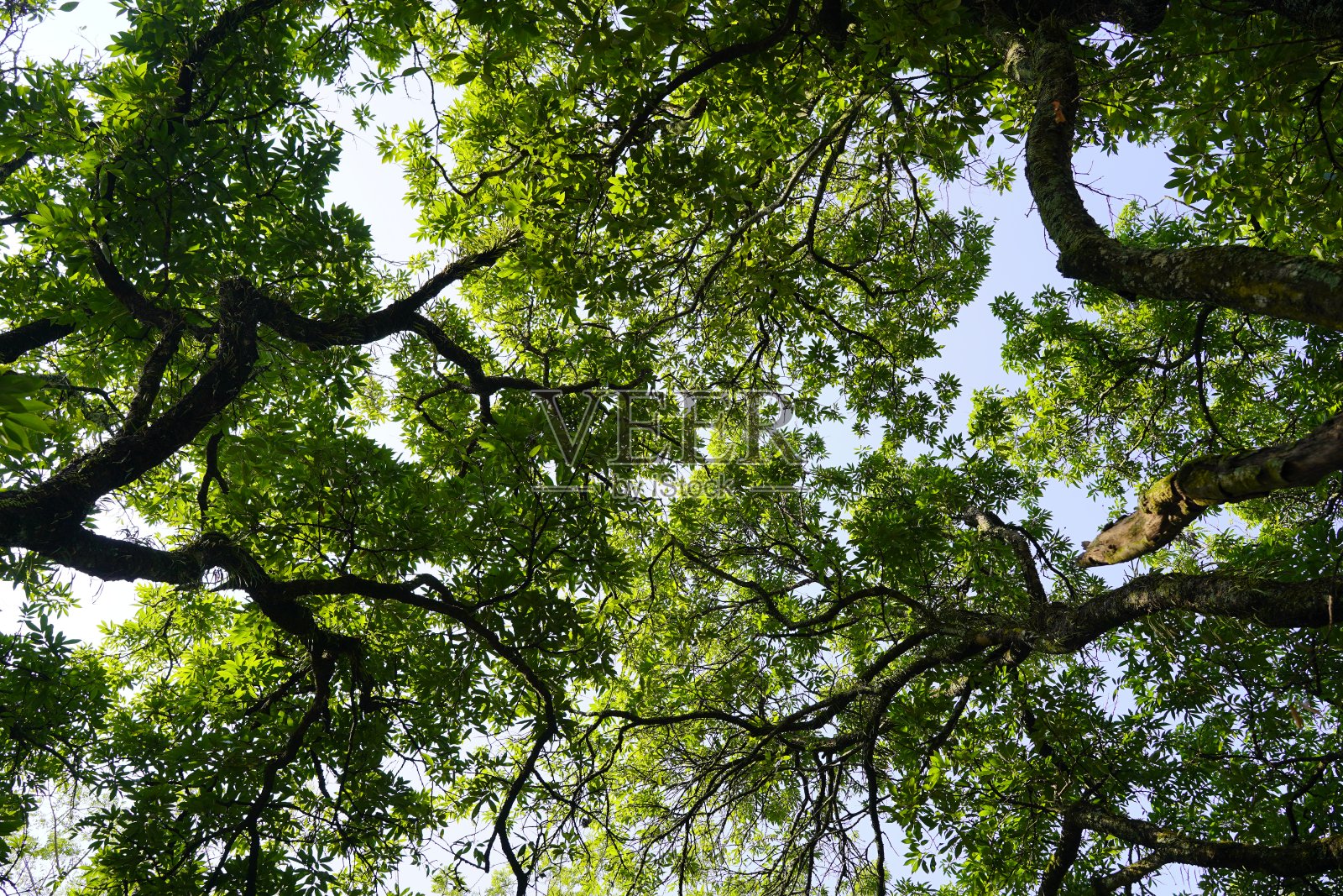 森林的景色照片摄影图片