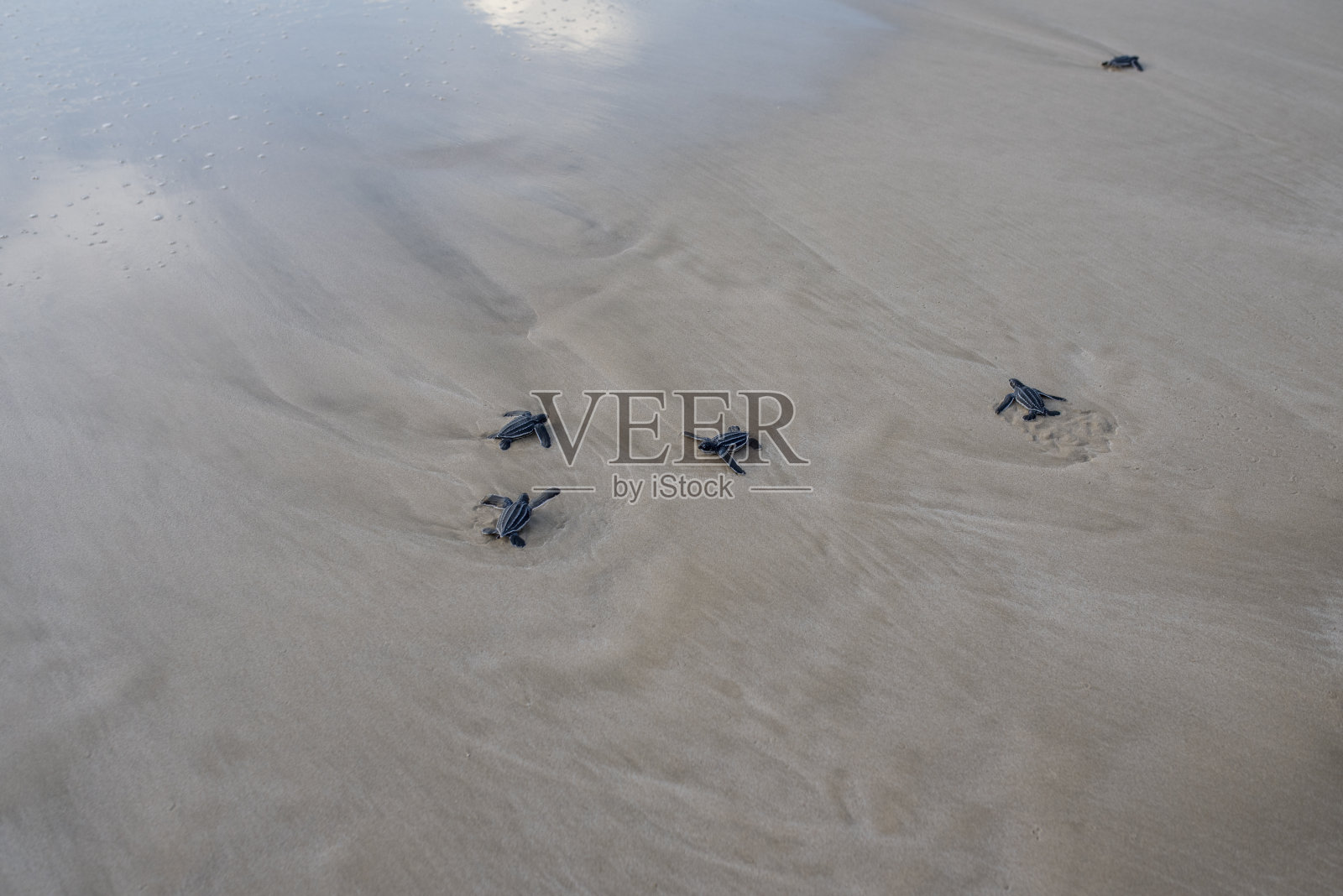 棱皮龟宝宝被释放到海里照片摄影图片