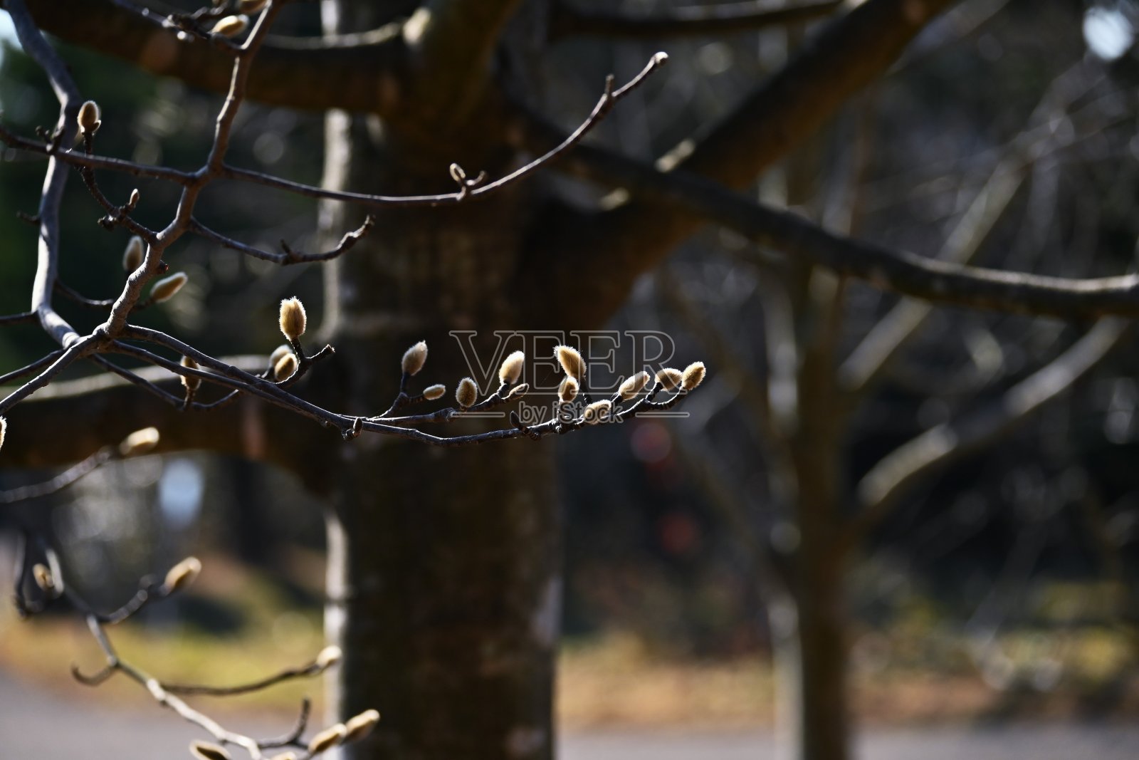 木兰味蕾。照片摄影图片