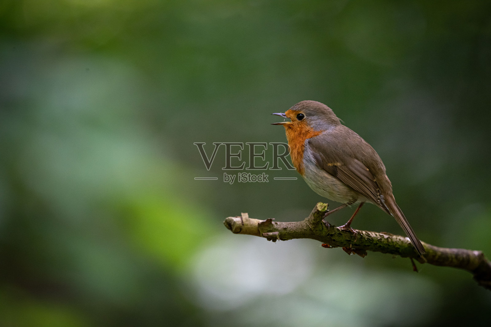 欧洲知更鸟在树枝上照片摄影图片