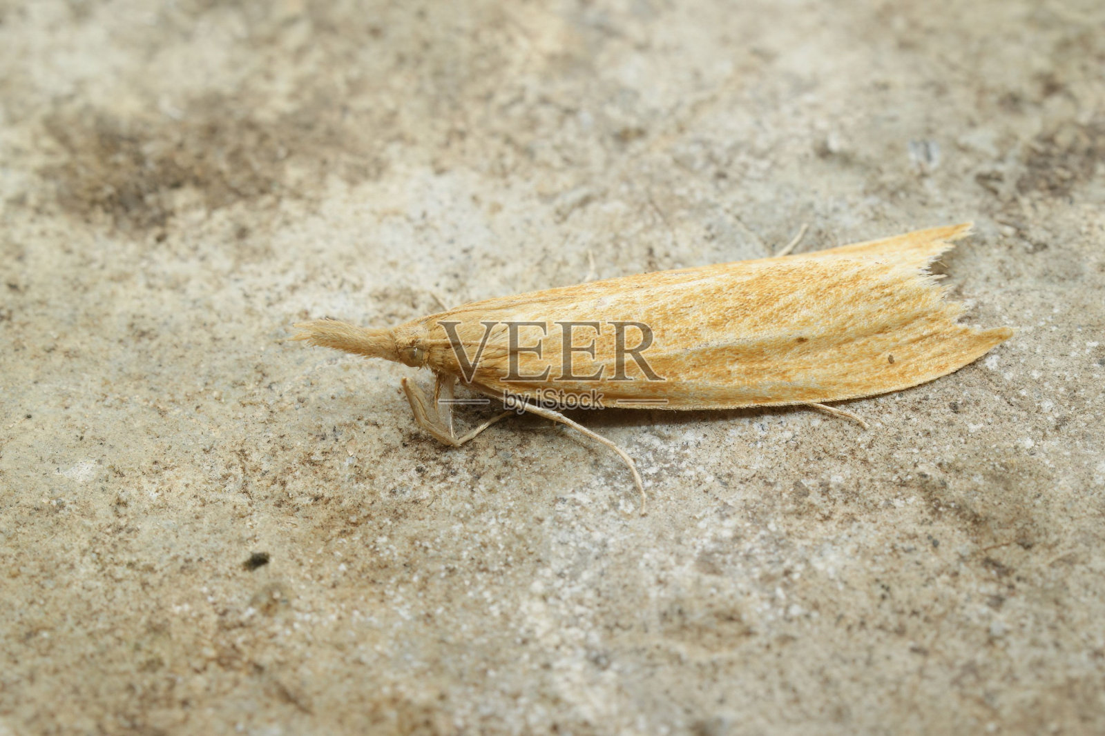 特写一只黄色的小纹蛾,Donacaula forficella坐在一块石头上照片摄影图片