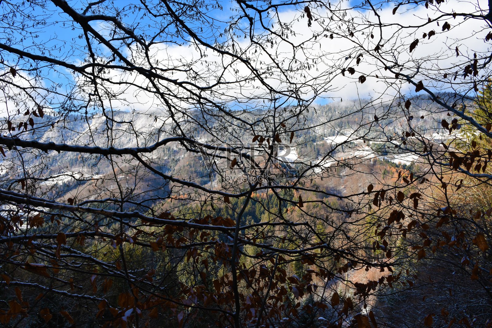 冬天的斯洛文尼亚,阔叶林中光秃秃的树枝,背景是山脉照片摄影图片