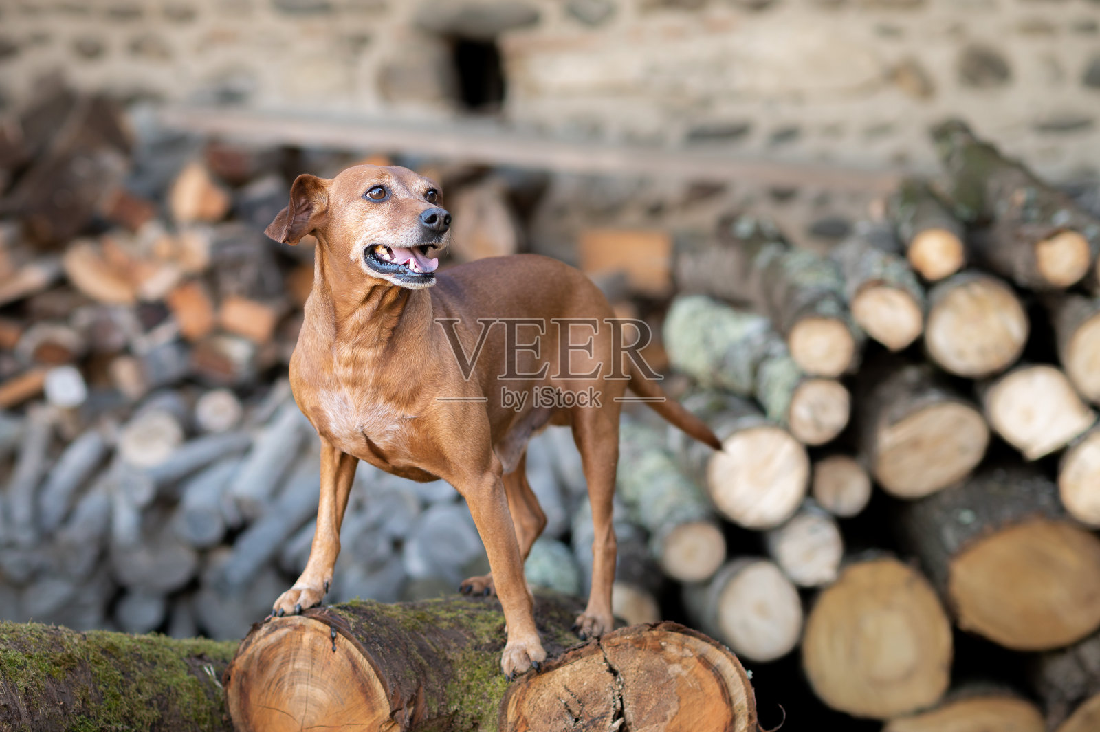 乡下的成年狗照片摄影图片
