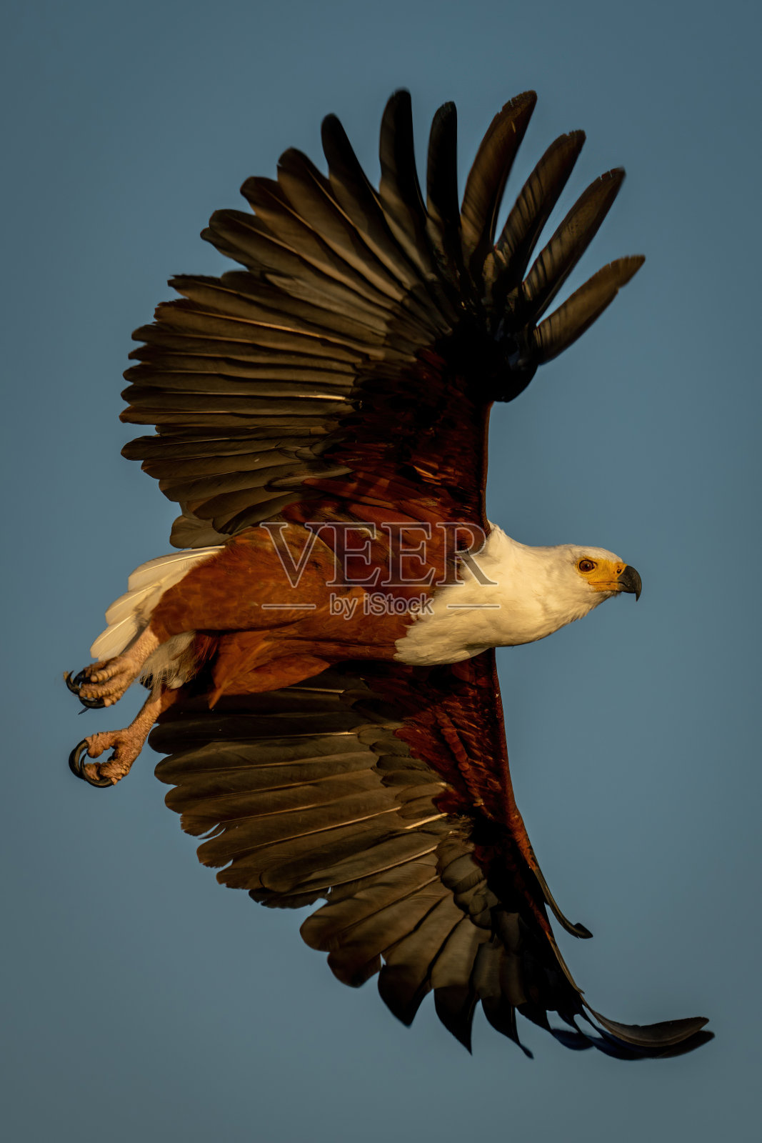 非洲鱼鹰展翅飞翔照片摄影图片