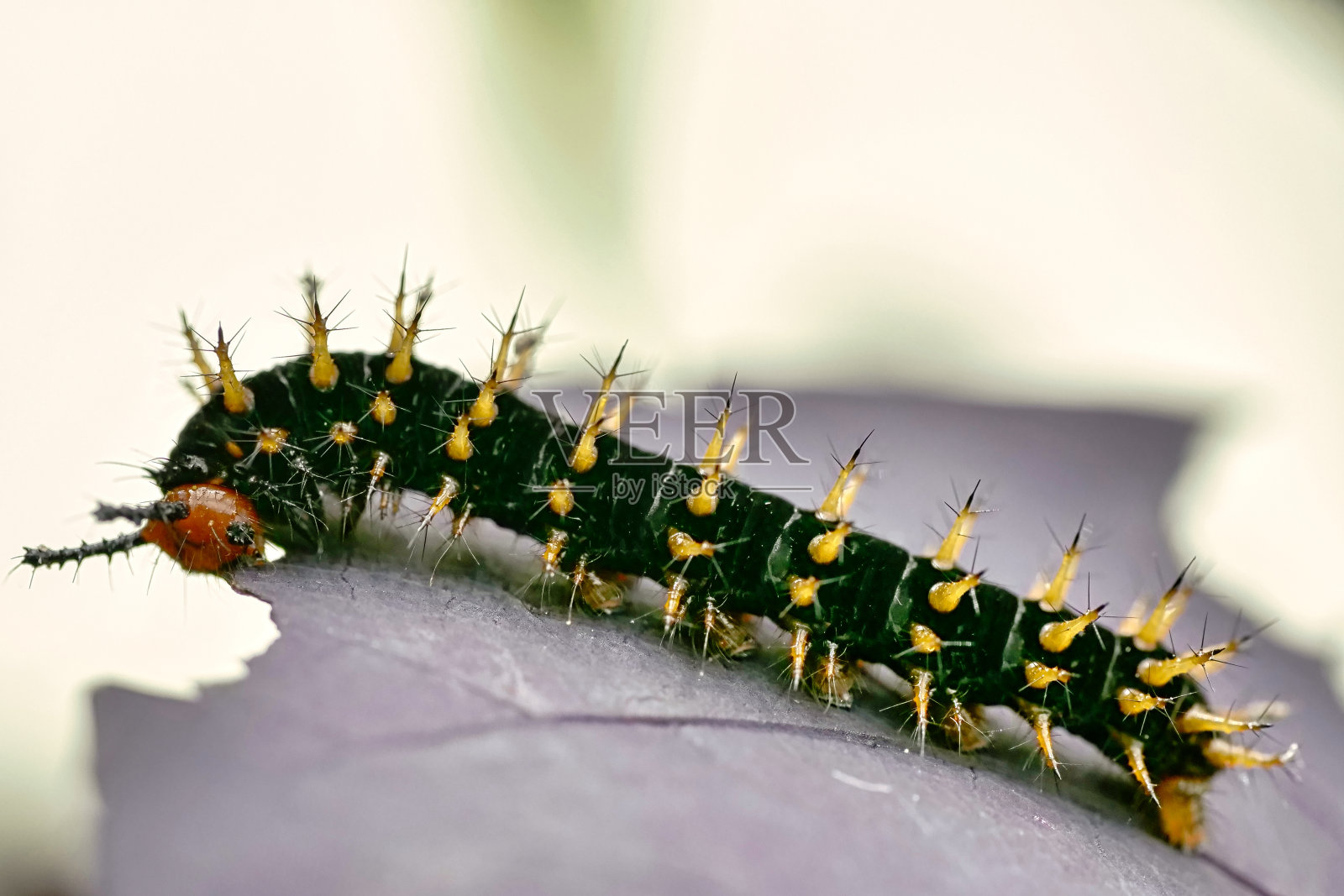 特写毛毛虫在一个花园的叶子照片摄影图片