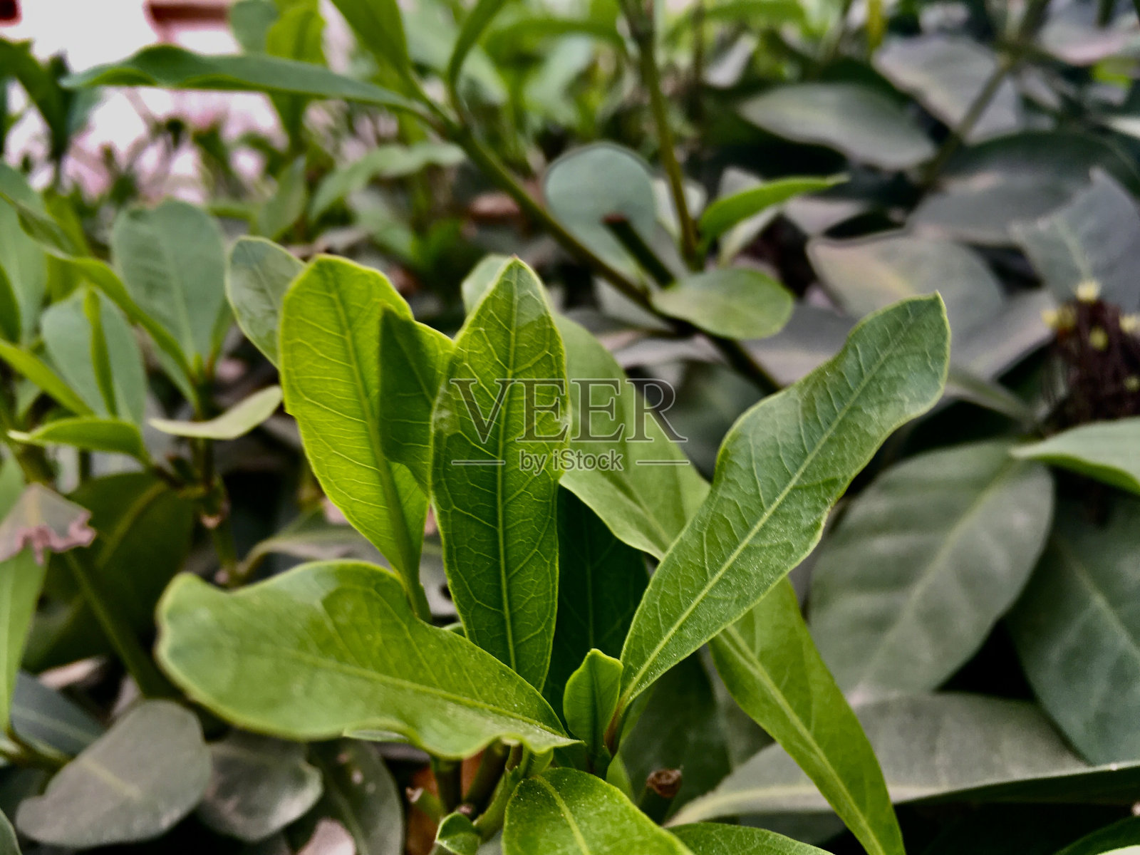 摄政的颜色照片摄影图片