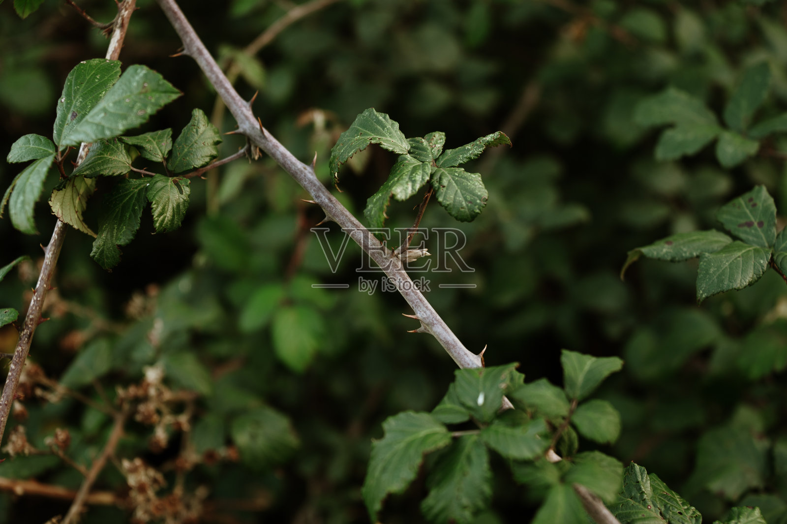带刺的荆棘特写照片摄影图片