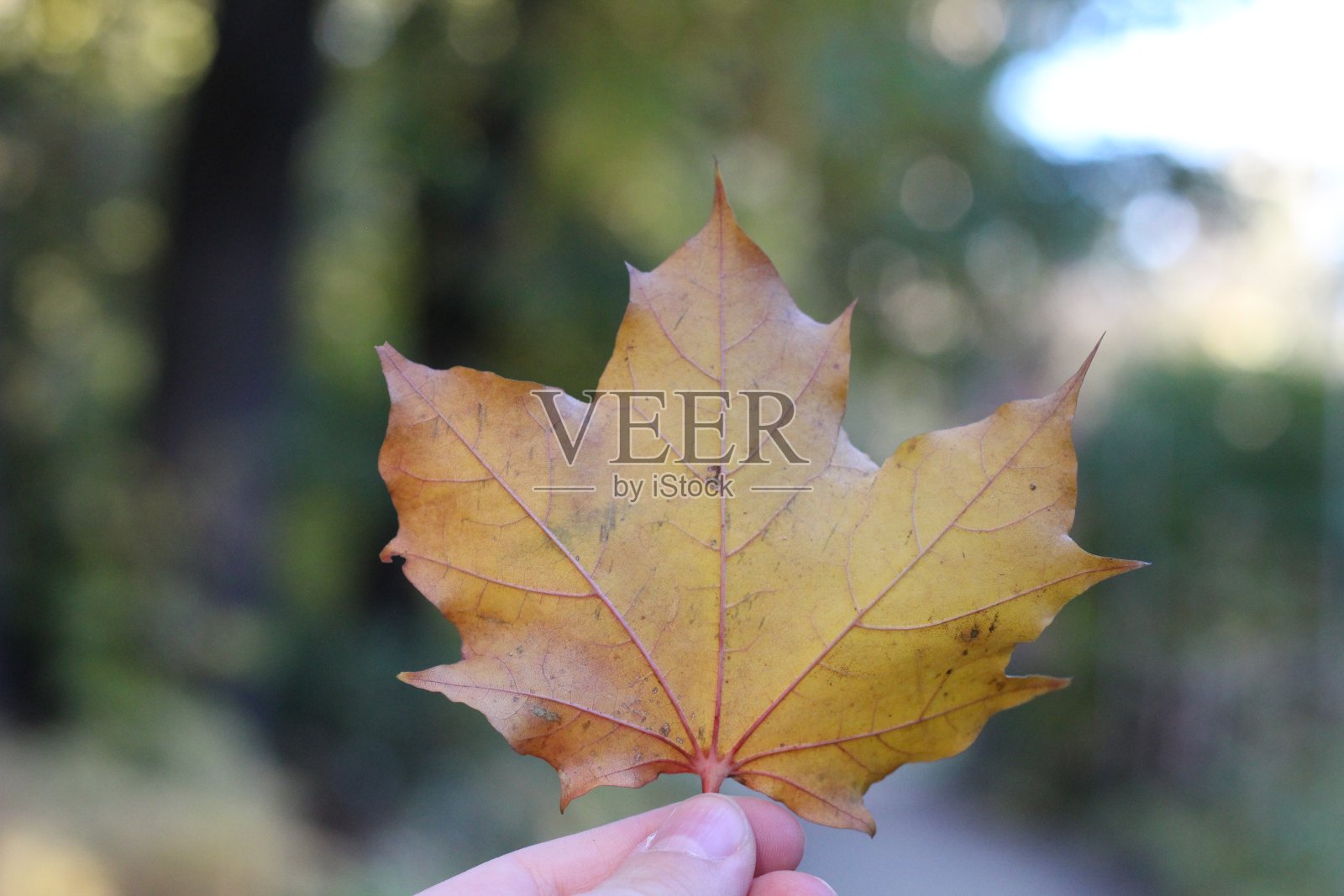 干燥的秋枫叶在手中特写照片摄影图片