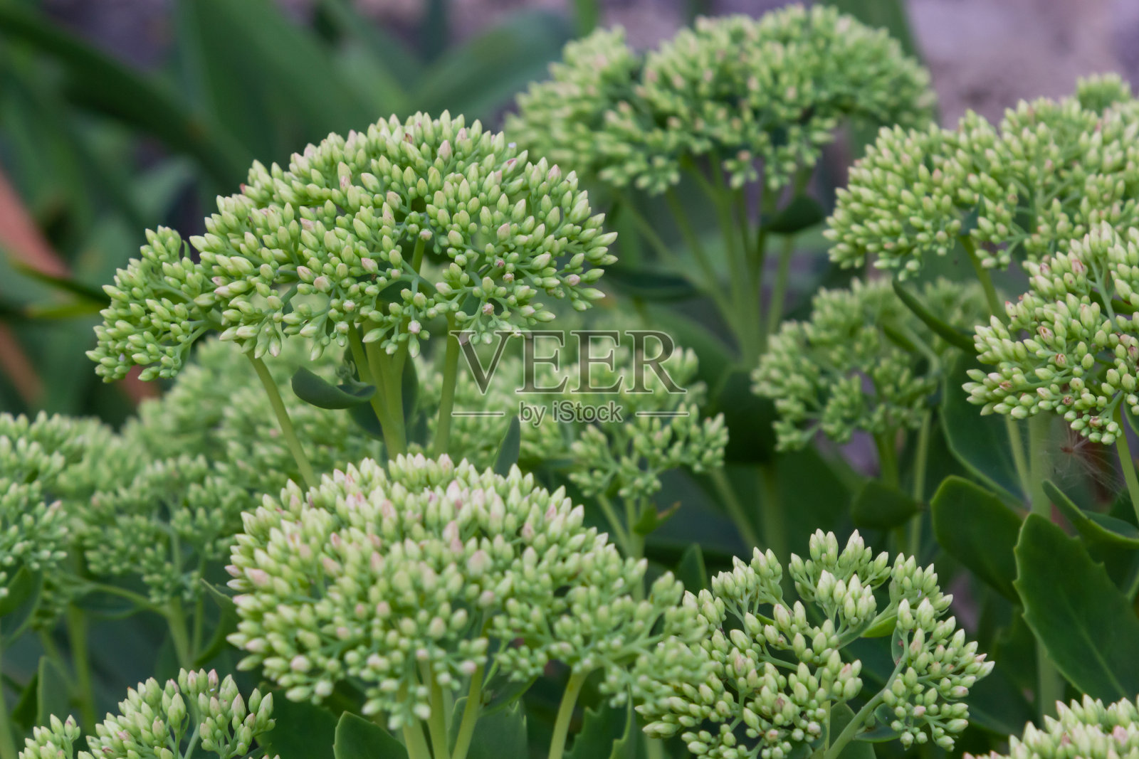 初春的冬嵩,只有绿色的叶子。冬嵩的幼枝。美丽的绿色植物。自然背景照片摄影图片