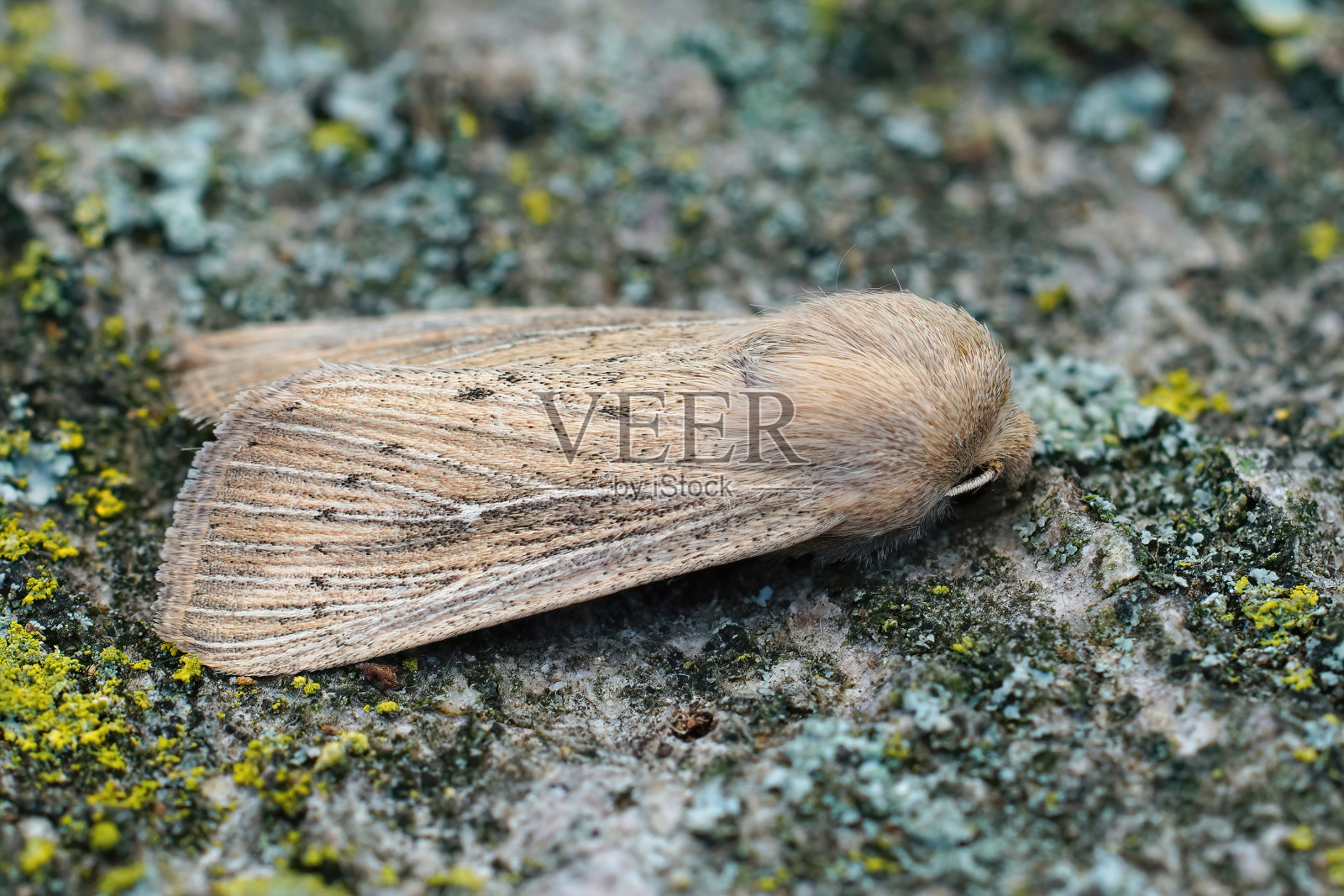 一个模糊的壁蛾特写,一块木头上的废柳卡尼亚。照片摄影图片