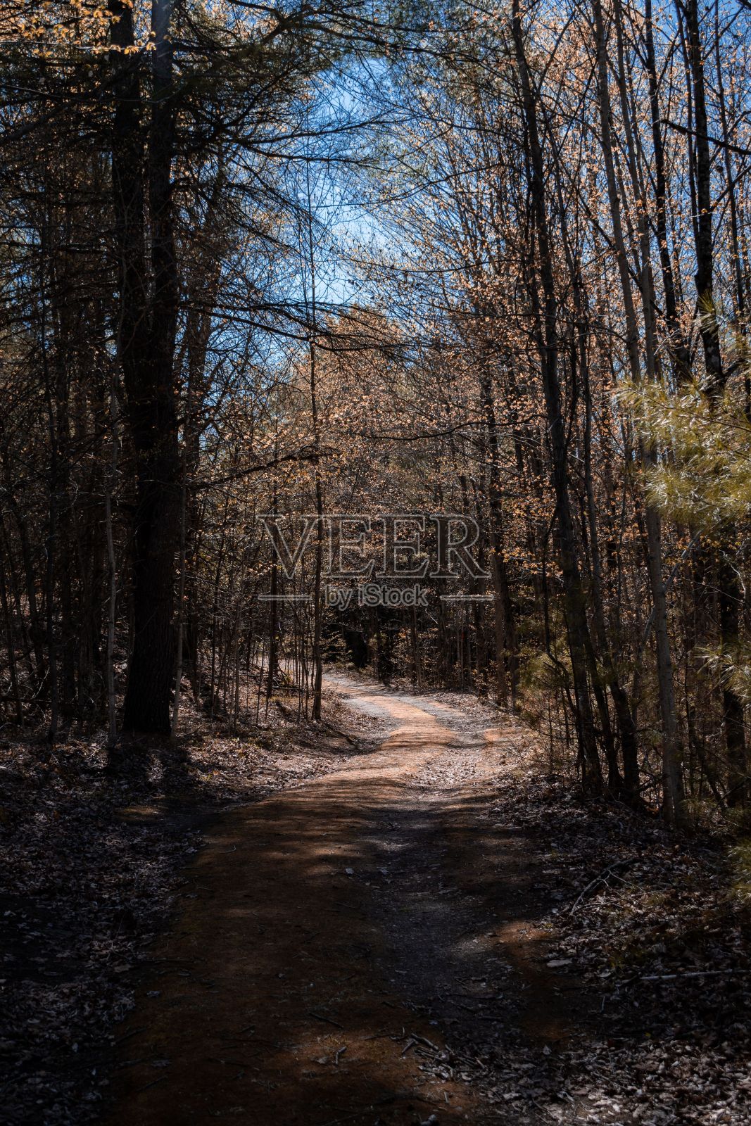 在蓝色的天空下,树木环绕的秋天森林中徒步旅行的垂直镜头照片摄影图片