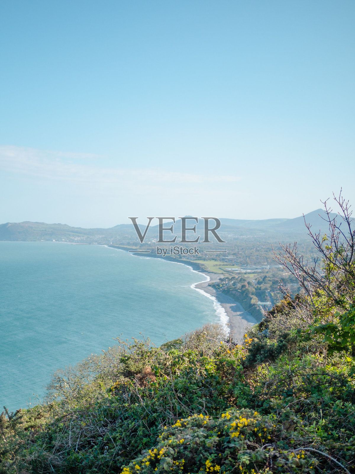 垂直拍摄的黄花生长在悬崖上对着大海在一个阳光灿烂的日子照片摄影图片