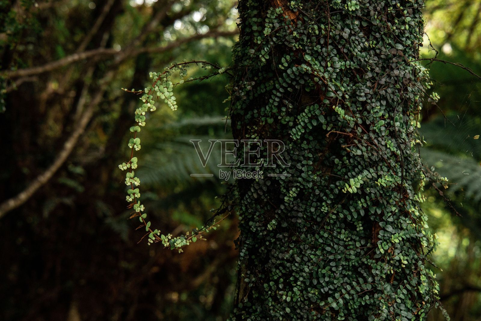 特写镜头的Metrosideros穿孔ata表面的纹理在森林照片摄影图片
