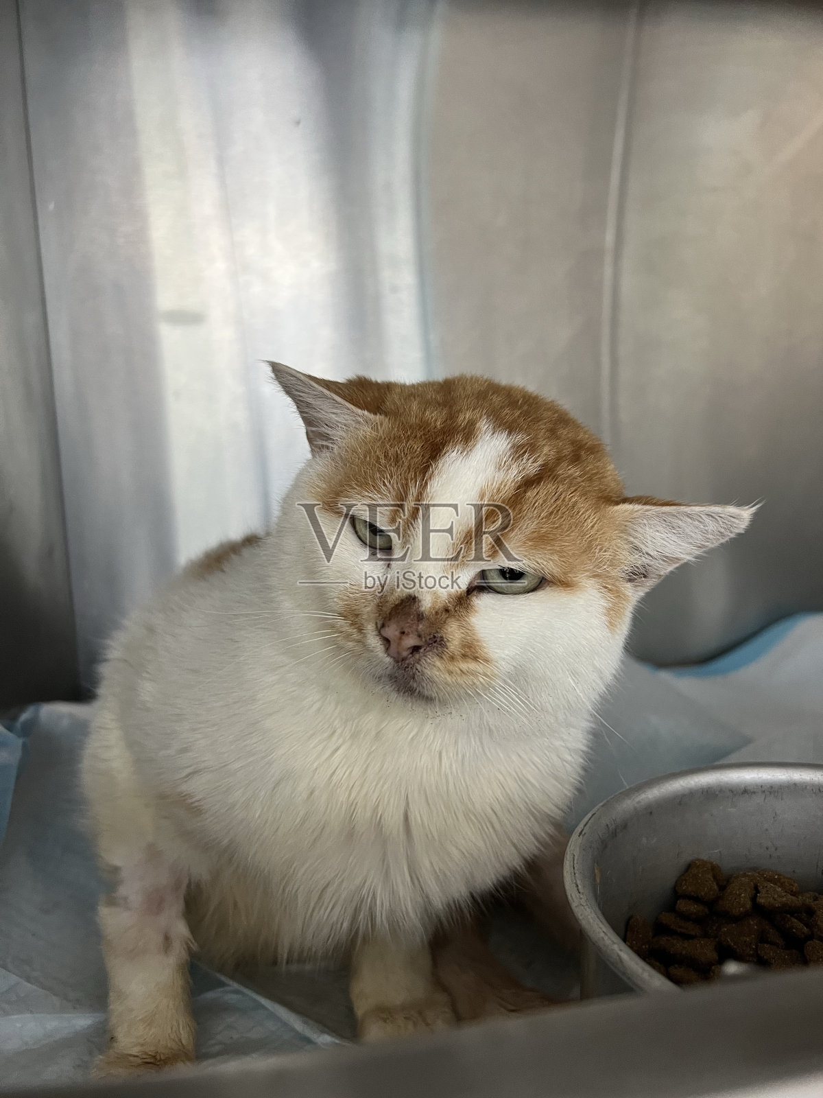 胖乎乎的小猫照片摄影图片