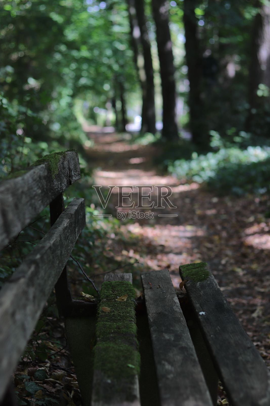 垂直拍摄公园里长满苔藓的旧木凳照片摄影图片