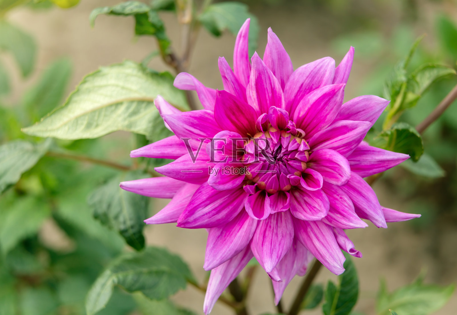 大丽花绽放出美丽的花蕾照片摄影图片