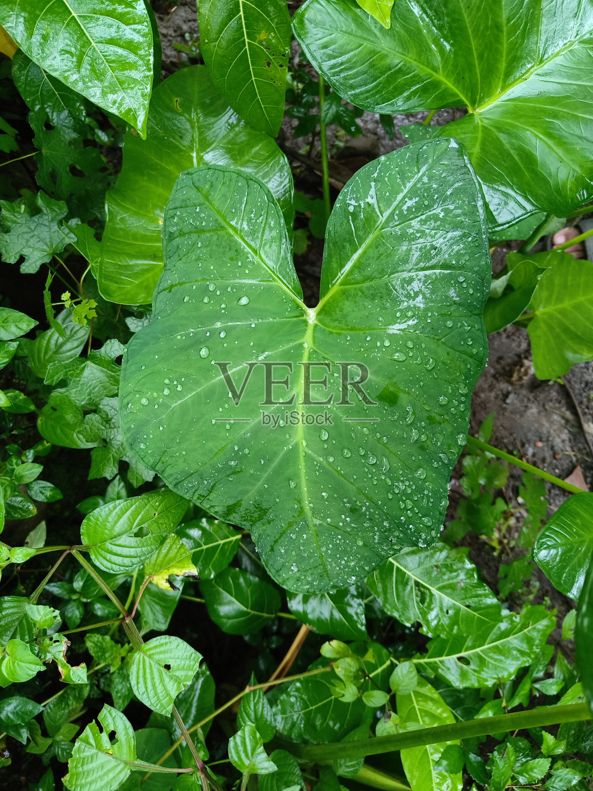 叶照片摄影图片