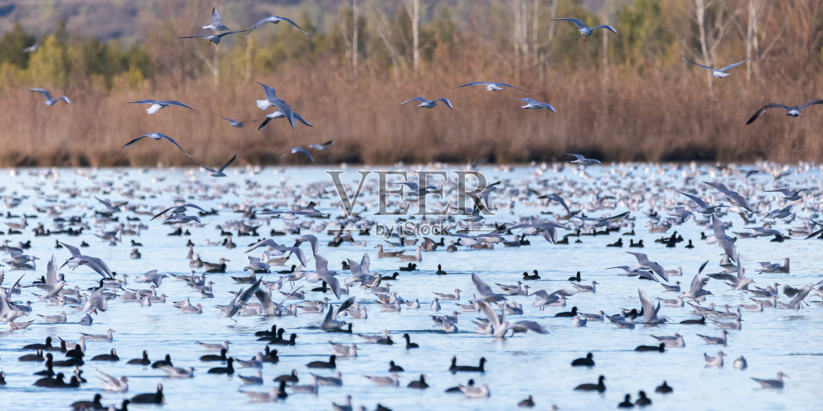 普罗旺斯的Realtor湖上的候鸟群照片摄影图片
