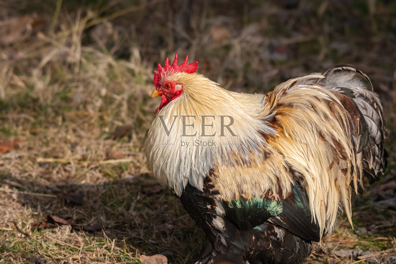 在普罗旺斯的一个花园里放养的母鸡照片摄影图片