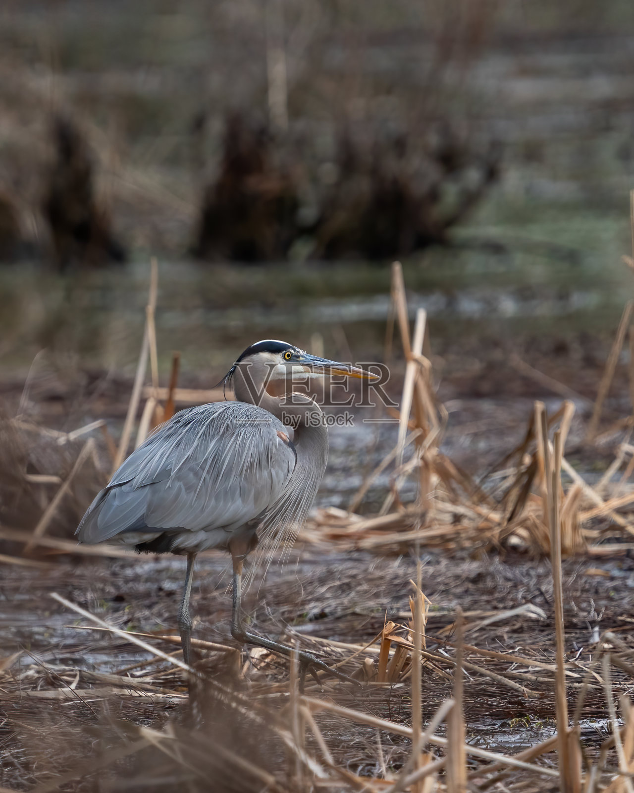 大蓝鹭照片摄影图片