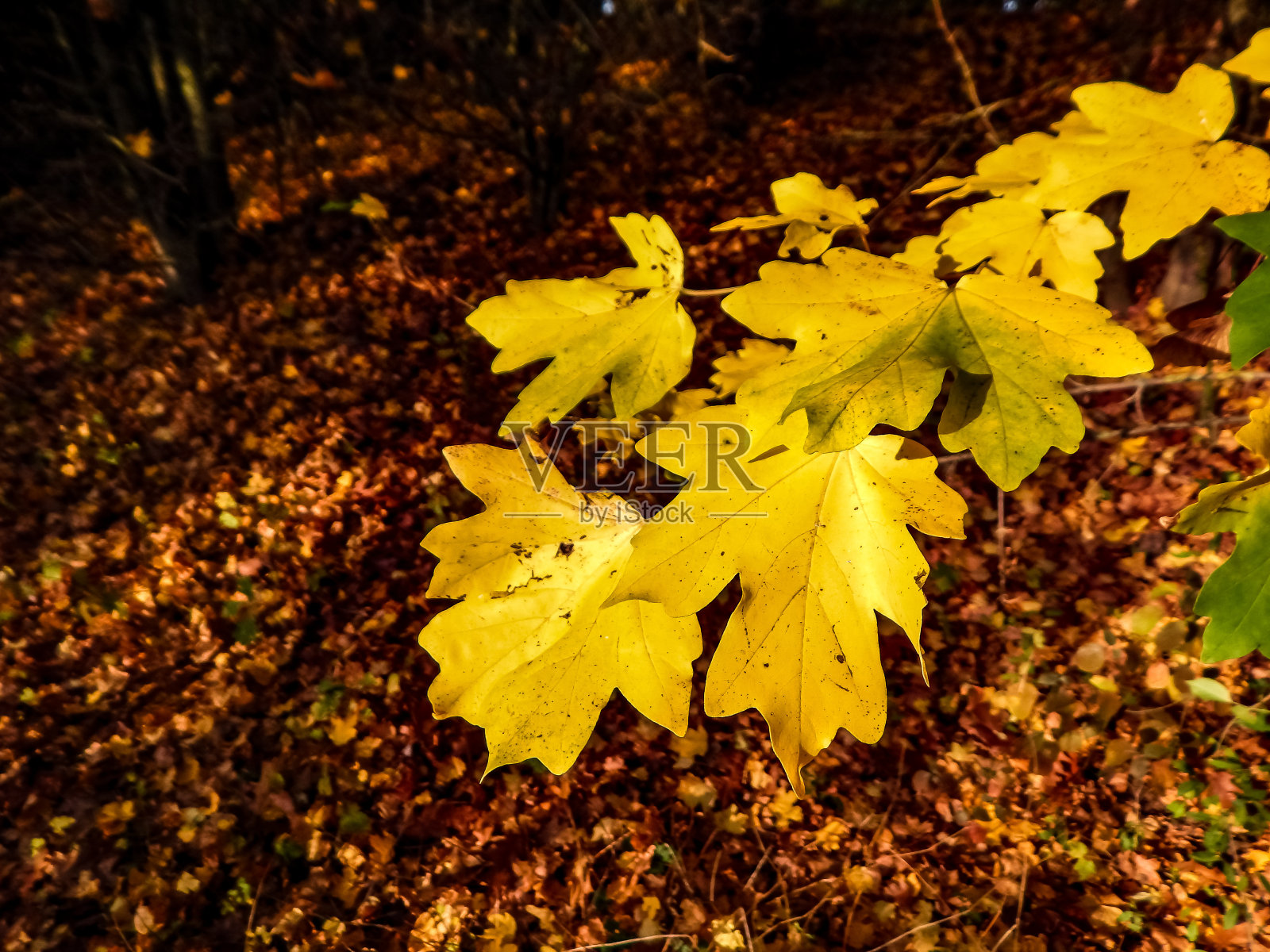 德国北部秋天森林的风景摄影照片摄影图片