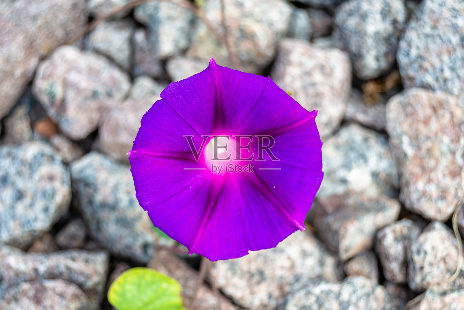 主题摄影美丽的野生生长的花矮牵牛花在背景草地上,照片摄影图片