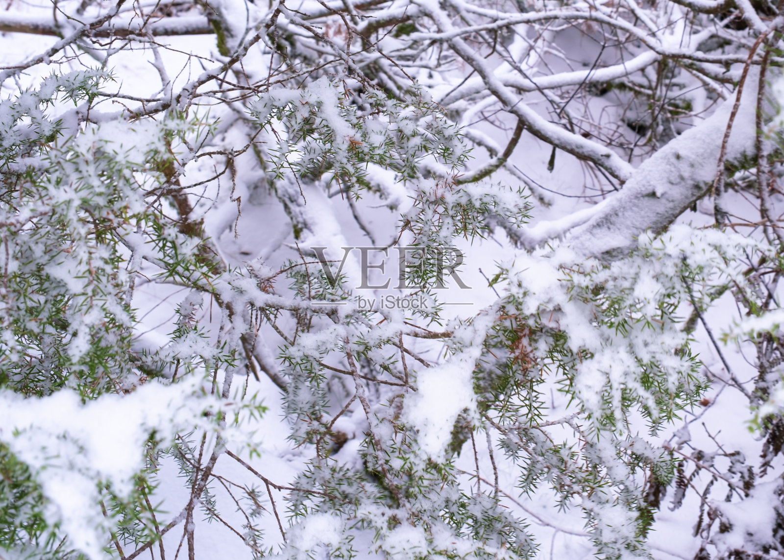 瑞典的冬季仙境。步行穿过森林,积雪覆盖的树木和明亮的阳光照片摄影图片