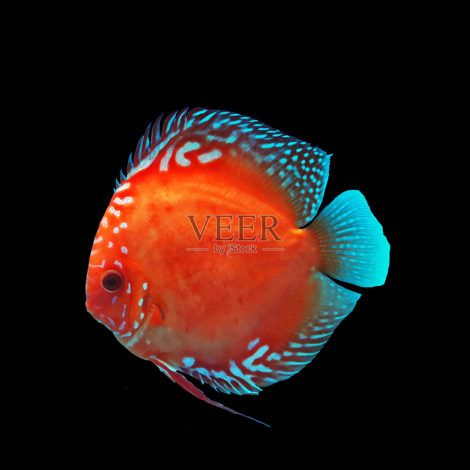Discus fish照片摄影图片