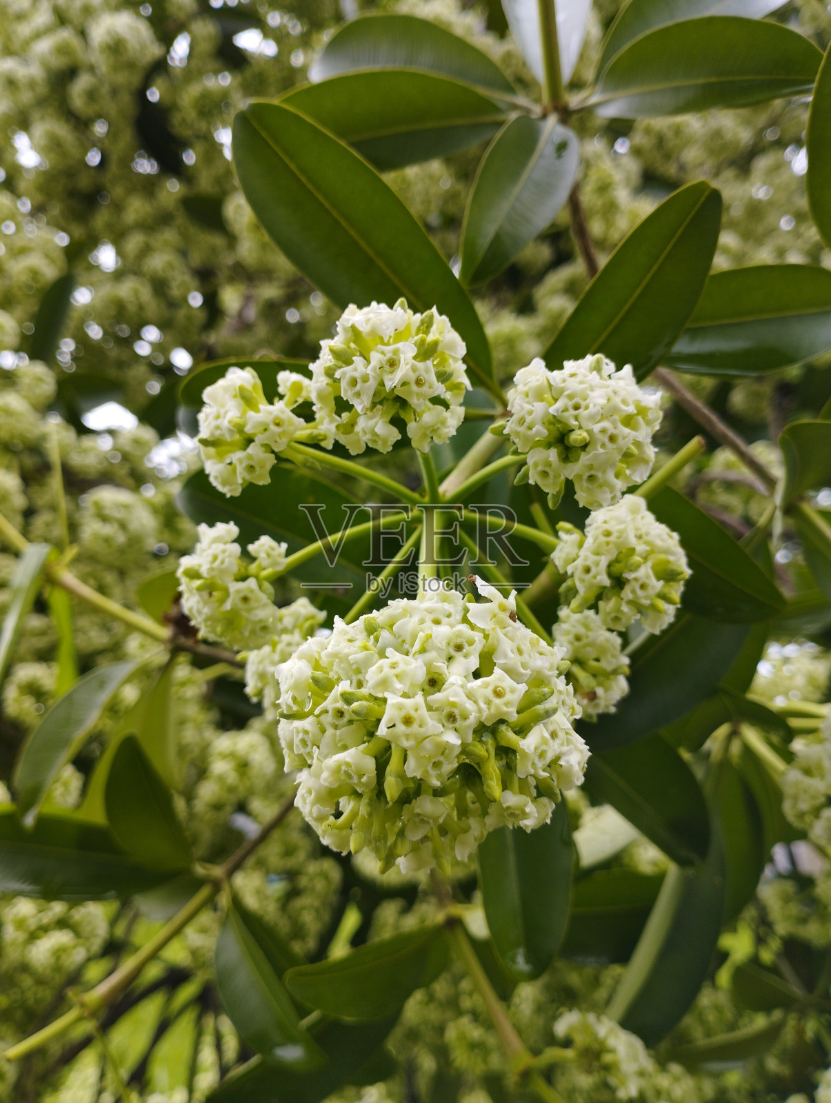 来自Pulai或Pule树或Alstonia scholaris的花的特写照片照片摄影图片