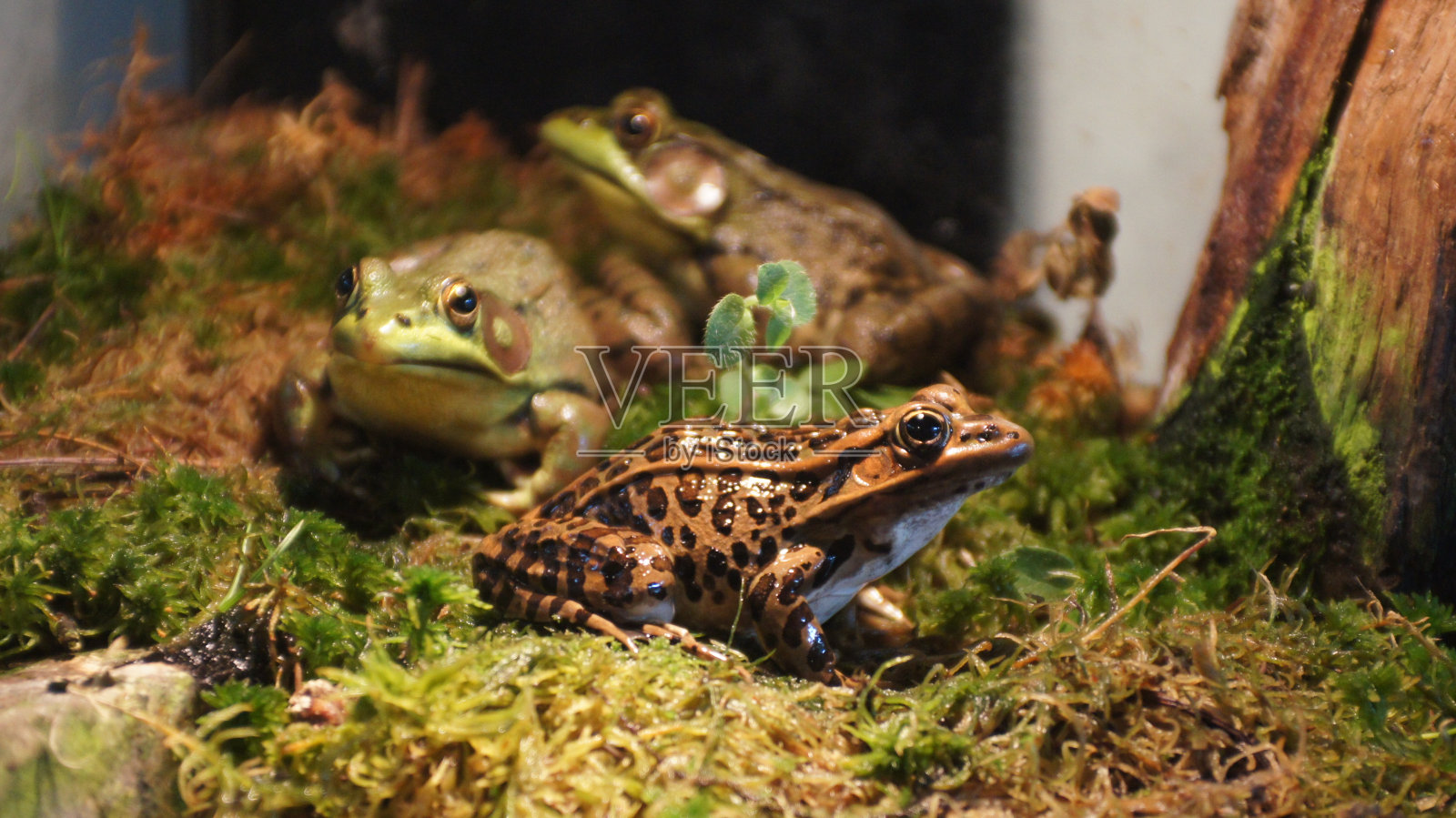 三只青蛙朋友照片摄影图片