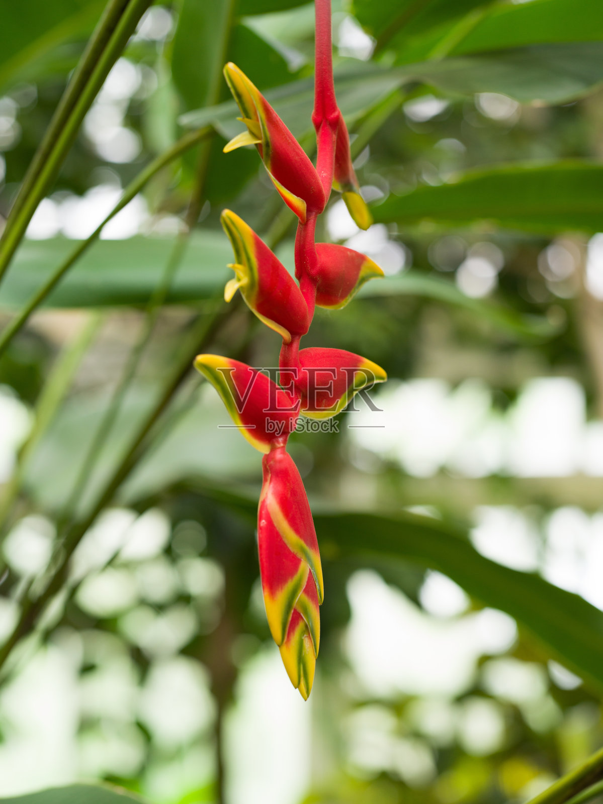 假天堂鸟照片摄影图片
