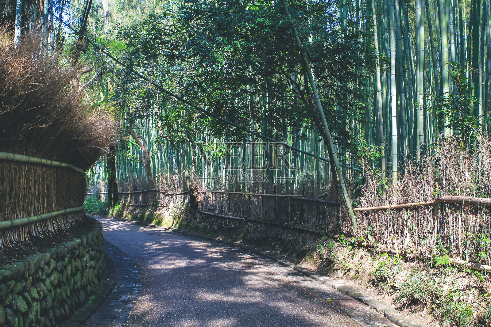 2012年4月12日,日本京都岚山竹林照片摄影图片