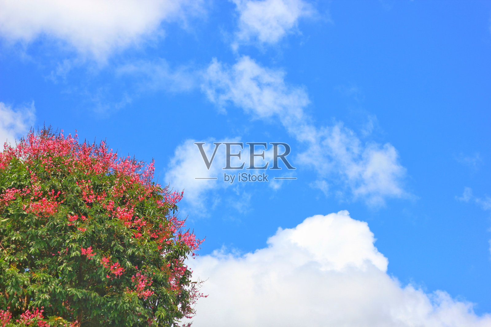 泰国当地的一棵灌木,有红粉红色的花,天空为背景照片摄影图片