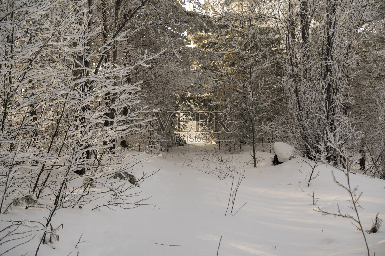 белый снег в лесу照片摄影图片