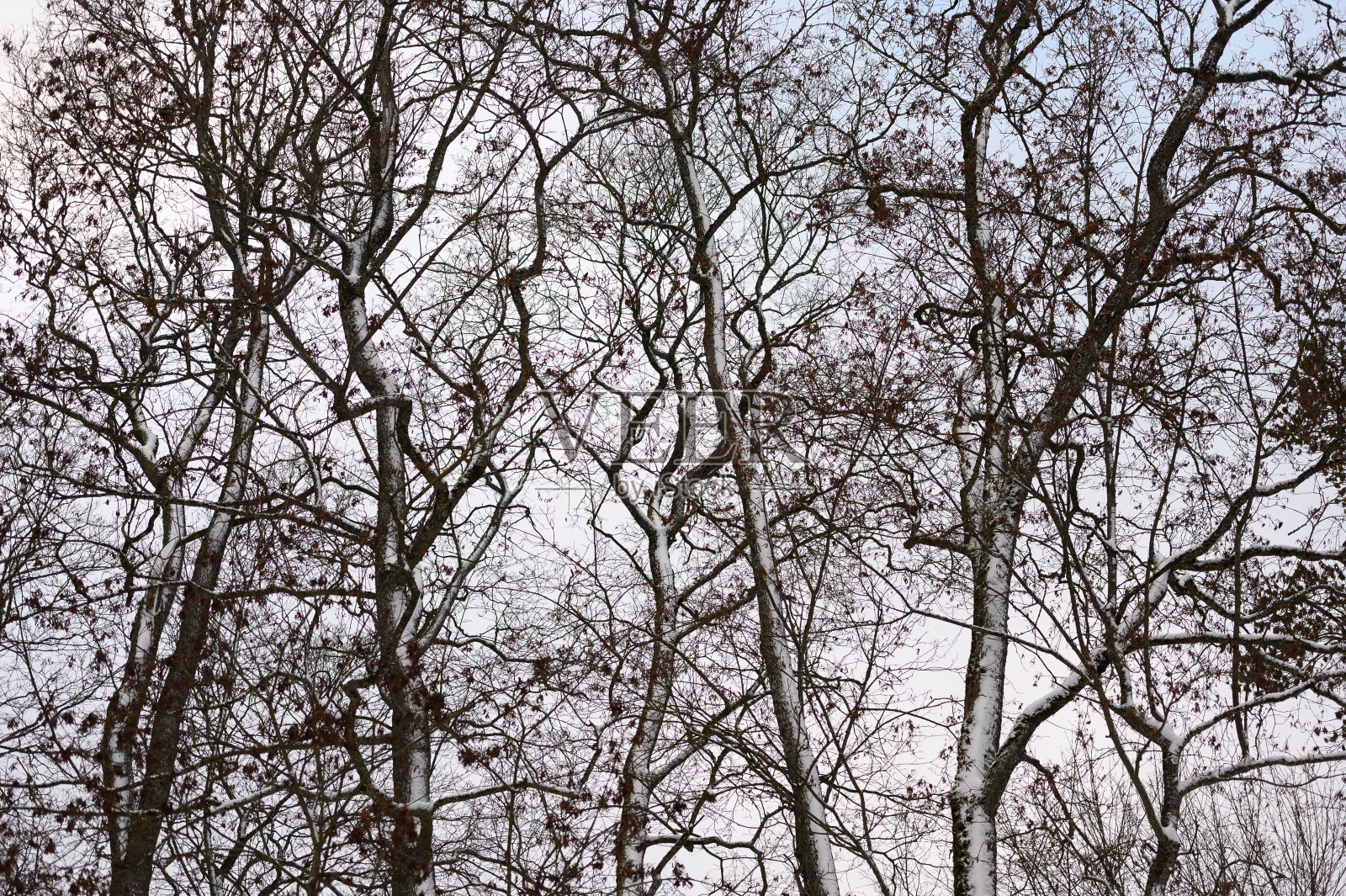 森林网络的树枝,茎和树枝在冬天照片摄影图片