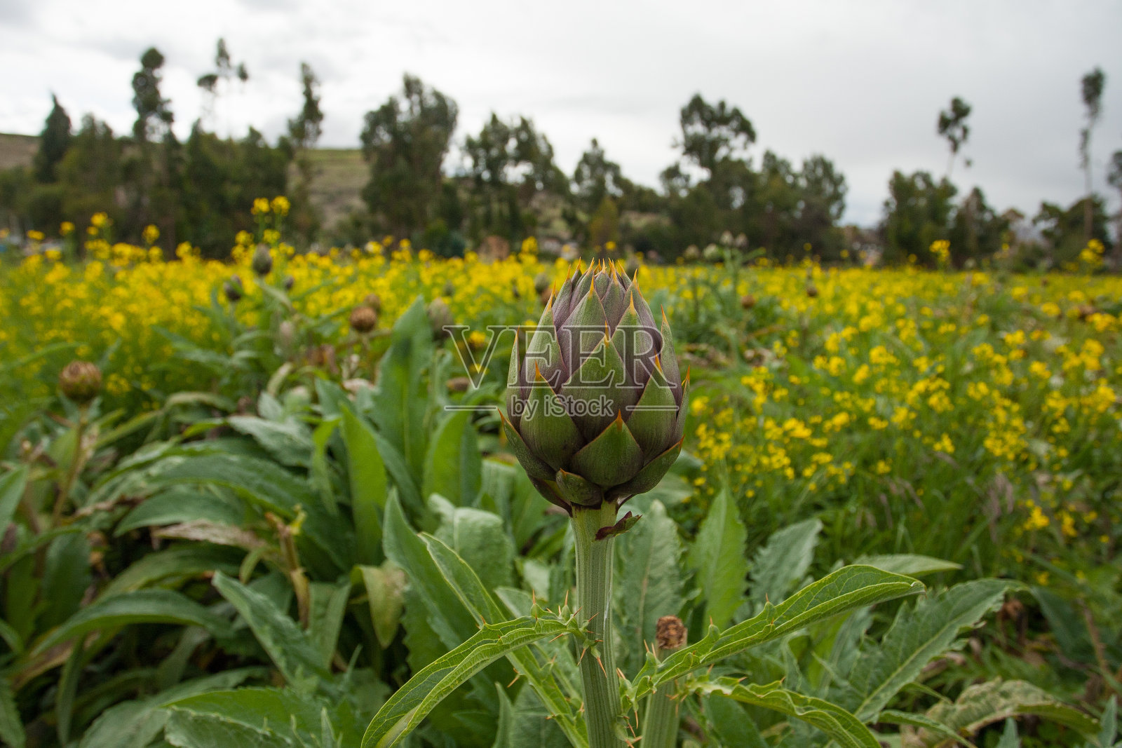 前景中的洋蓟在绿色的田野。食品理念,自然。照片摄影图片