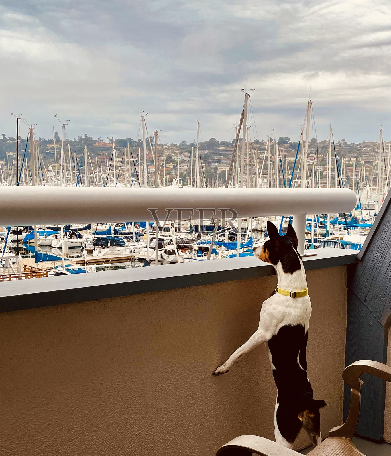 狗站起来照片摄影图片