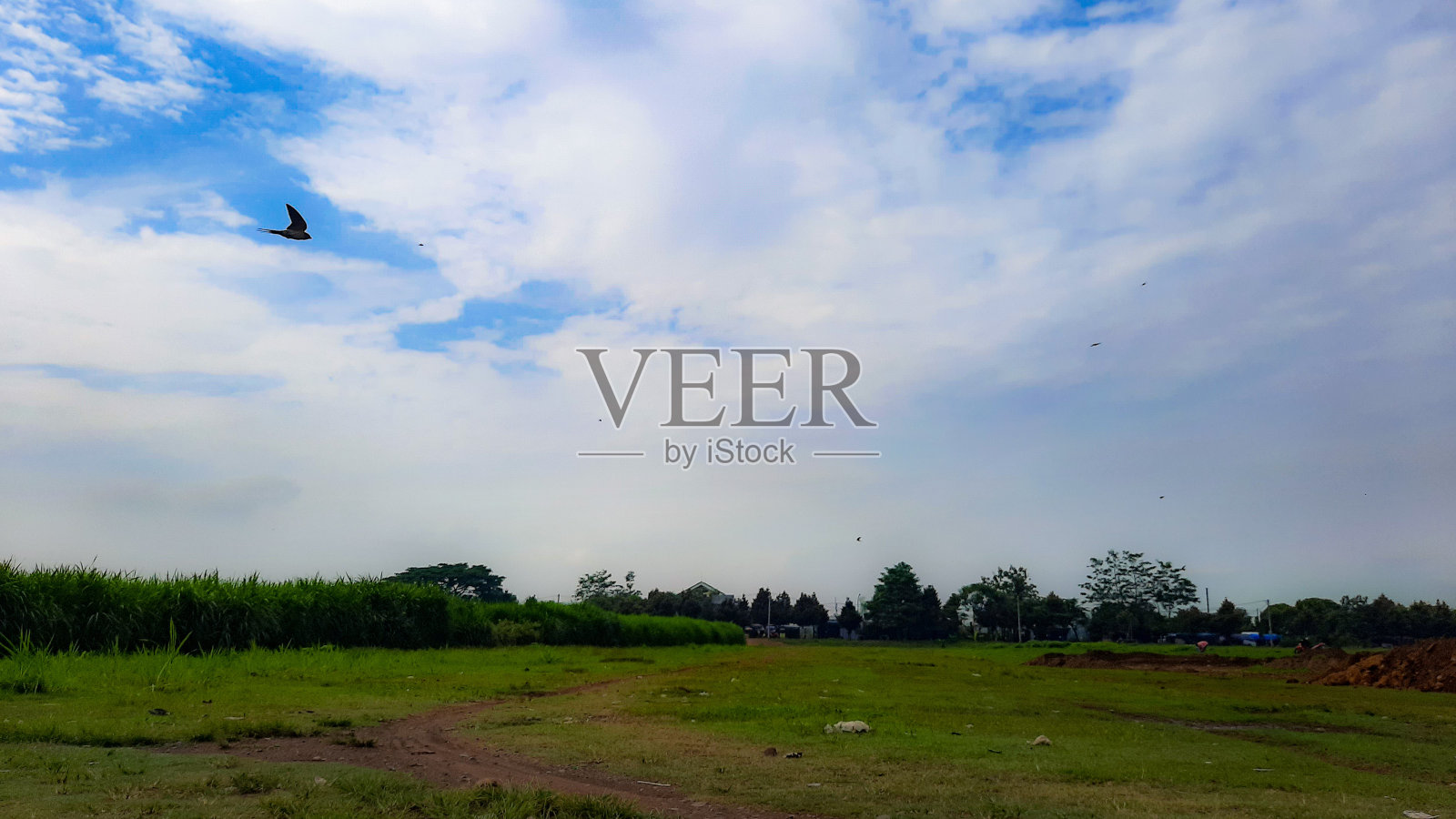 野生鸟类照片摄影图片