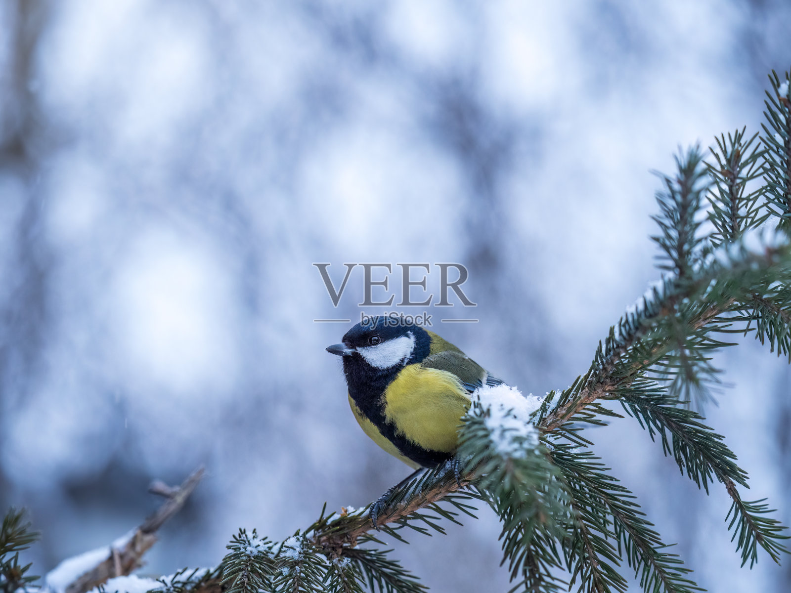 可爱的鸟大山雀,在冬天坐在冷杉树枝上与雪照片摄影图片