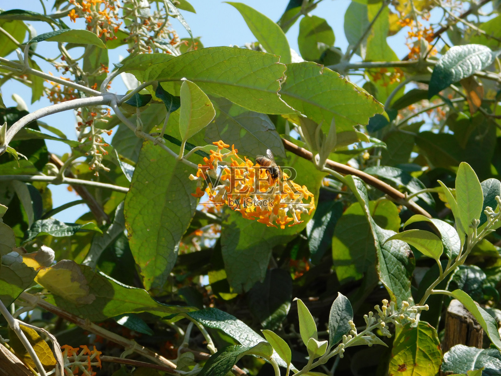 外来植物照片摄影图片