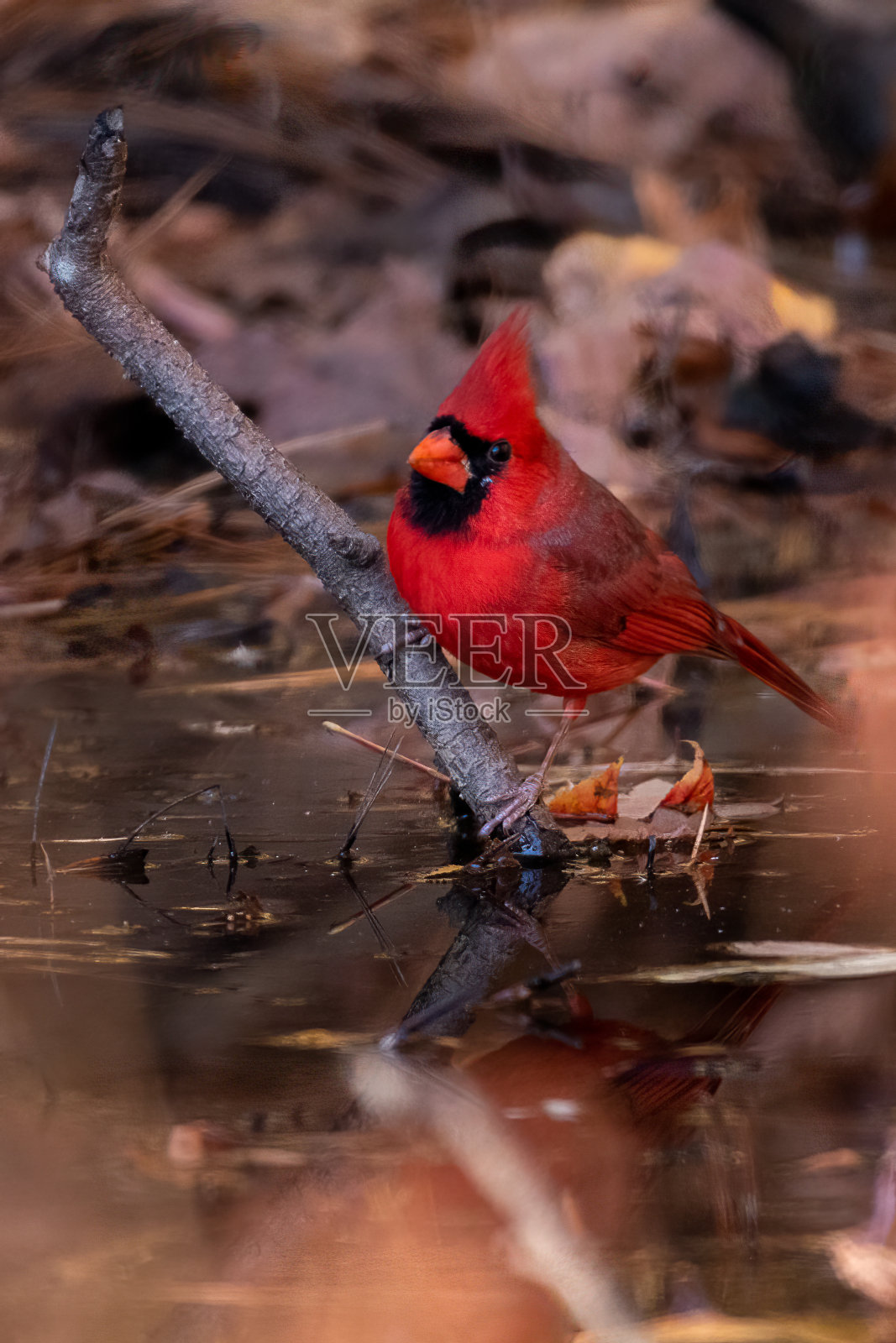 浅焦点拍摄的北方红雀栖息在树枝伸出水面照片摄影图片